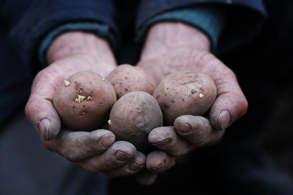 如何种植种土豆
