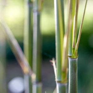 竹子,竹子的植物