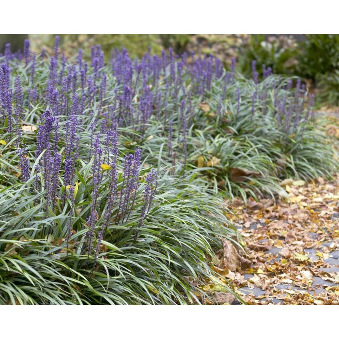 大蓝百合草皮-包三种植物
