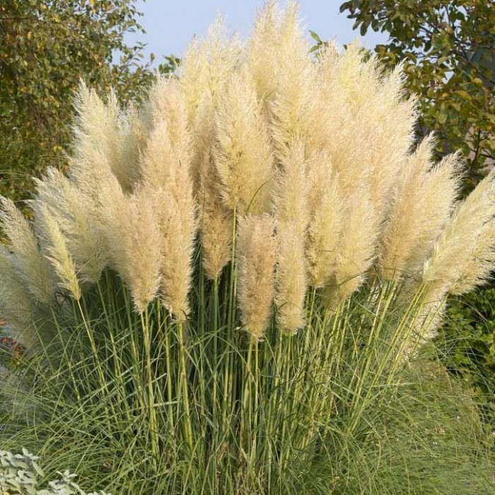矮潘帕斯草-大型植物