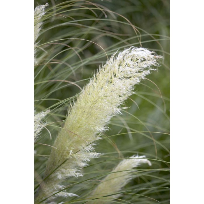 矮潘帕斯草-大型植物