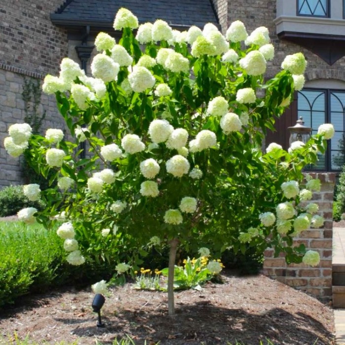 绣球花- 100-120厘米的棒棒糖标准树