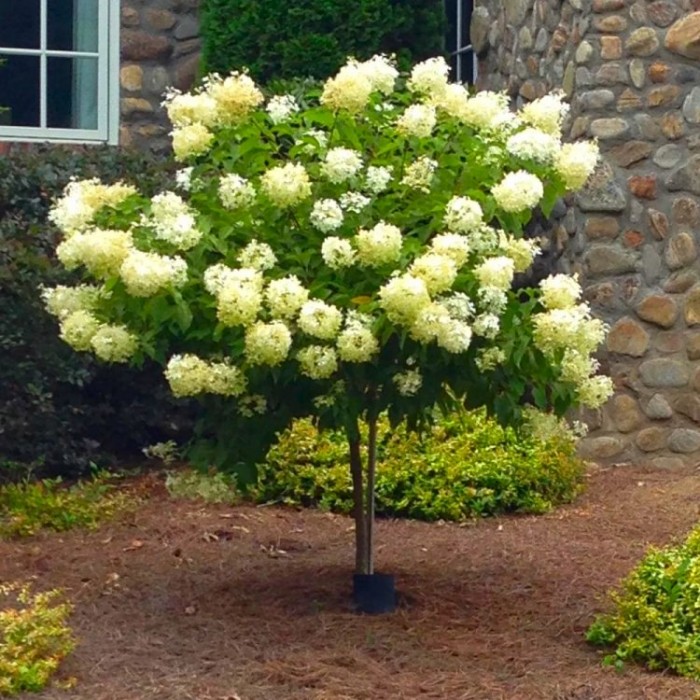 绣球花- 100-120厘米的棒棒糖标准树