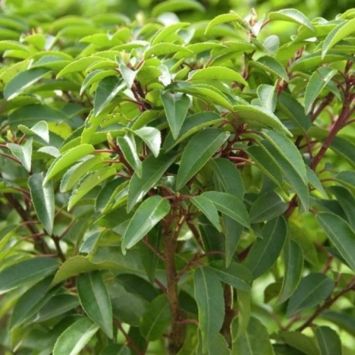 卢西塔尼卡-常绿葡萄牙月桂树