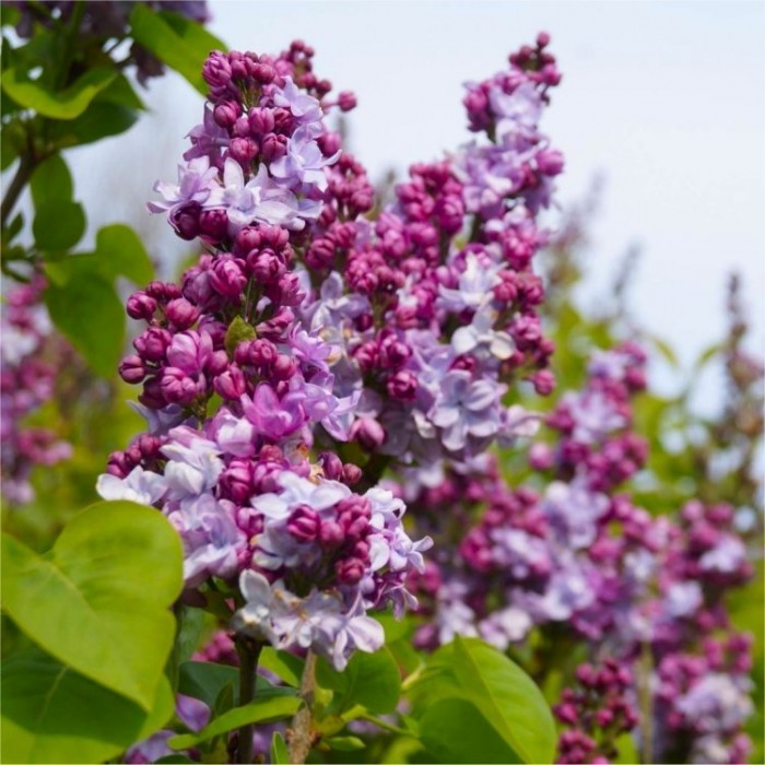 香型标准紫丁香-大130-160cm标准乔木