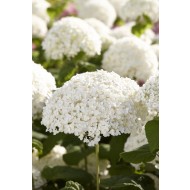 冬季特卖-绣球花'Incrediball' -强壮的安娜贝尔-巨型足球大小的白色花朵