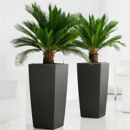 一对西米王棕榈树-苏铁-苏铁revoluta 50-60厘米带槽黑色花盆