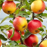 冬季特卖-苹果树-家苹果