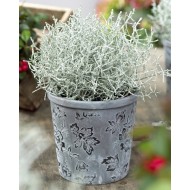 冬季特卖-白头藻-银线植物