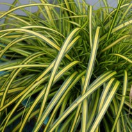 Carex oshimensis EverColor®“Eversheen”-常绿日本莎草