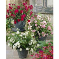 地面覆盖仙女玫瑰集合-包6植物在红色，粉红色和白色