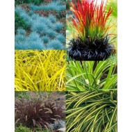 华丽的草收集-五种不同的观赏草