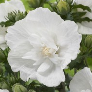 白色雪纺-重瓣花蜀葵