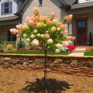 绣球花-棒棒糖标准树- 100-120cm高