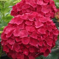 大叶绣球花“神奇的红宝石红色”-大花拖把头绣球花- XXXL植物