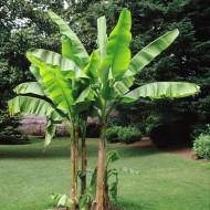 芭蕉-顽强的日本香蕉植物