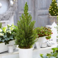 冬季特卖-当代圣诞树大约50-60厘米高