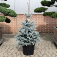 黑色星期五特惠-大型100-120厘米蓝色云杉-豪华新鲜圣诞树(云杉)