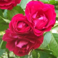 冬季销售-大型5-6英尺攀援玫瑰标本-玫瑰红-庭院攀援
