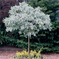 耐寒银花Oliver树-柳-瑞士柳-约100-120厘米