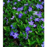 小长春花-蓝花常绿地被植物-小长春花植物