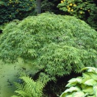 绿掌槭-约60cm标本