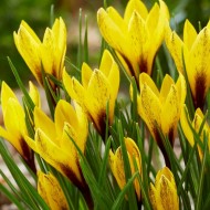 藏红花-金黄色品种藏红花-每包12颗