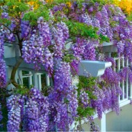 冬季特价-紫藤紫水晶瀑布-蓝色-大型标本植物5-6英尺