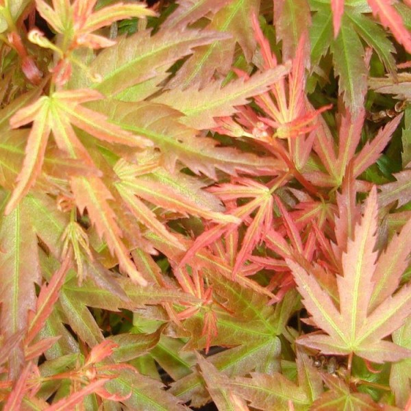 冬季特卖-槭棕榈威尔逊的粉红色小矮人-日本枫-大约90-120厘米