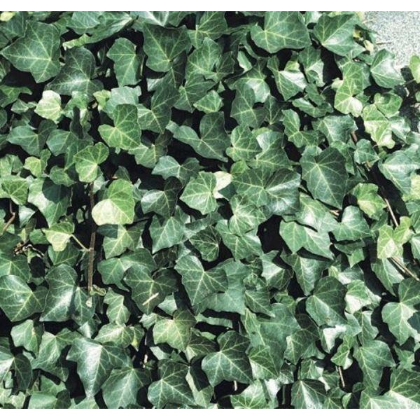 冬季特卖- Hedera hibernica -爱尔兰或波士顿常春藤- (150-180cm/5-6英尺高)筛选植物