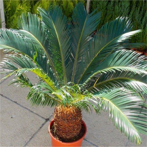 苏铁-苏铁-西米王棕榈树标本- 60-80厘米