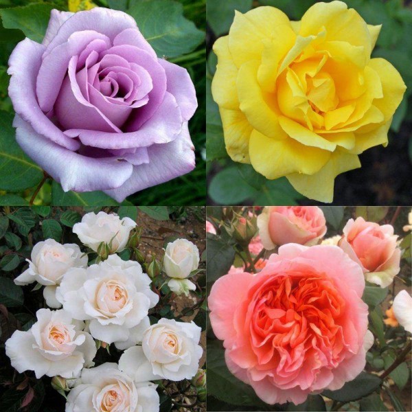 五种奇妙的玫瑰-各种盆栽玫瑰植物集合
