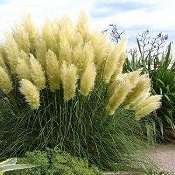 桑宁代尔银潘帕斯草-黄绒草大型标本植物