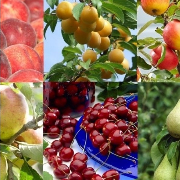 种植你自己的果树-果园入门包- 6种不同的树