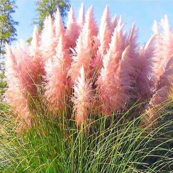 巨型粉红潘帕斯草-小叶玫瑰-大型标本植物