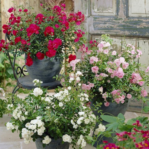 地面覆盖仙女玫瑰集合-包3植物在红色，粉色和白色