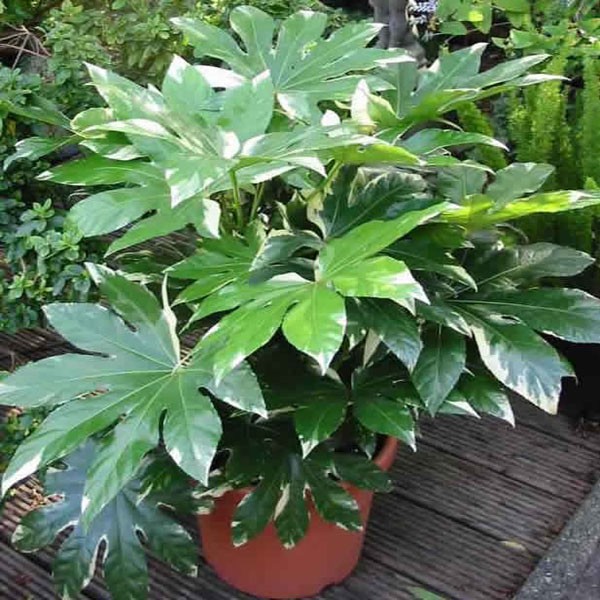 假蓖麻油杂色植物-常绿植物