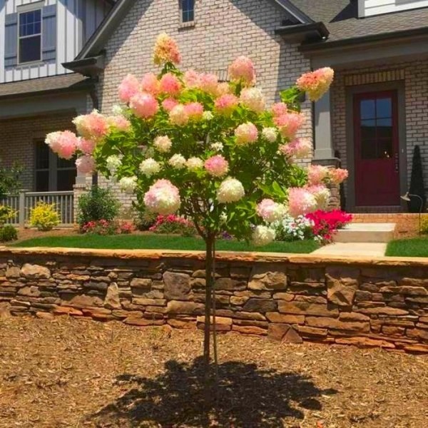 香草绣球花——大的棒棒糖标准树——大约180厘米高