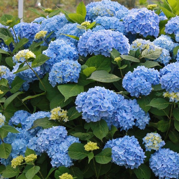 巨大的蓝色拖头绣球大叶维拉那蓝色大花拖头绣球- XXXL植物