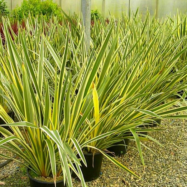 新西兰亚麻(Phormium tenax variegata)大型标本，高120-150cm
