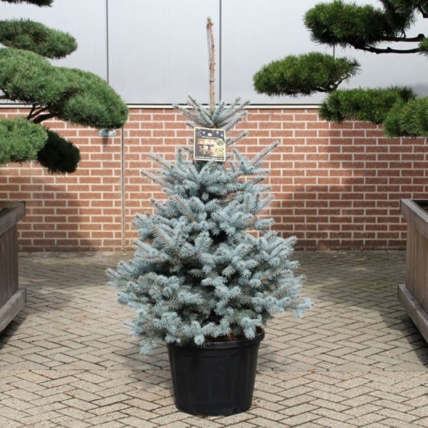 黑色星期五特惠-大型100-120厘米的蓝色云杉-豪华新鲜圣诞树(云杉)