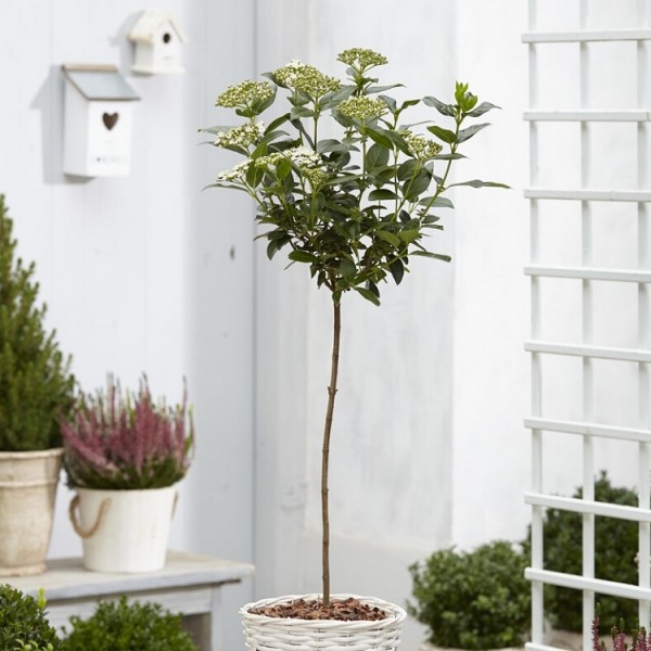 Viburnum tinus Spirit -标准树，高约100-120厘米