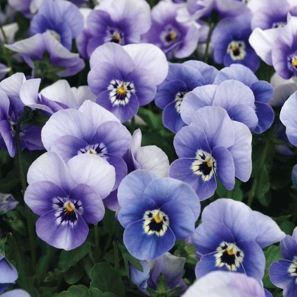 紫罗兰玛丽娜蓝色-包六植物