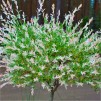 冬季销售-柳整合'白龙-nishiki'天井树-斑点柳树