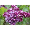 香型标准紫丁香-大130-160cm标准乔木