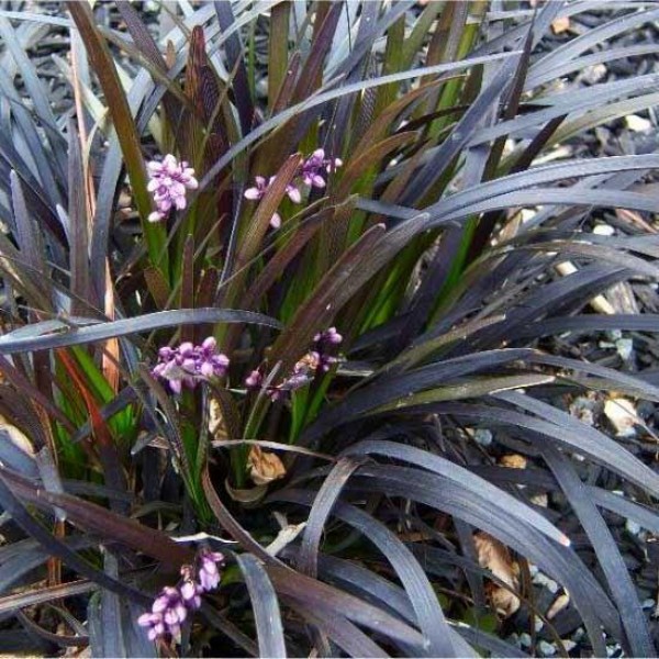 麦冬planiscapus Nigrascens -黑色蒙多草-包的三种植物