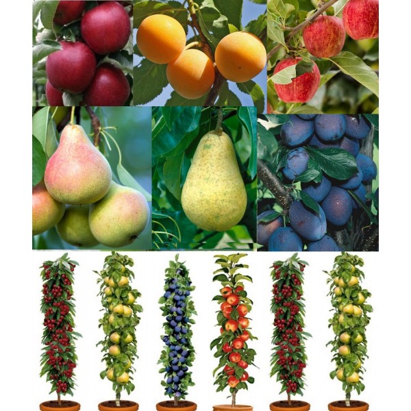 冬季销售-种植自己的果树-秋季丰富的果园捆绑- 5种不同的树