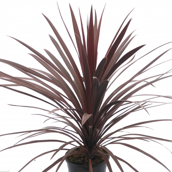 南堇红星-紫色托贝棕榈- 80-120cm大标本