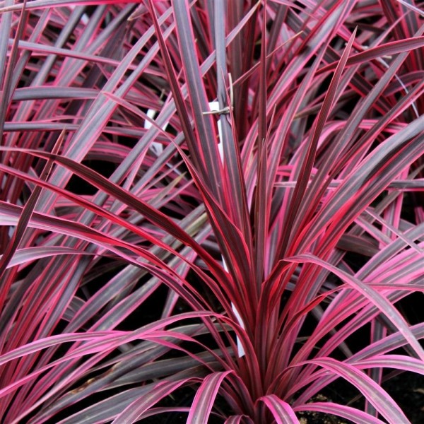 “萨尔萨”粉色Cordyline -令人惊叹的Hardy Torbay棕榈