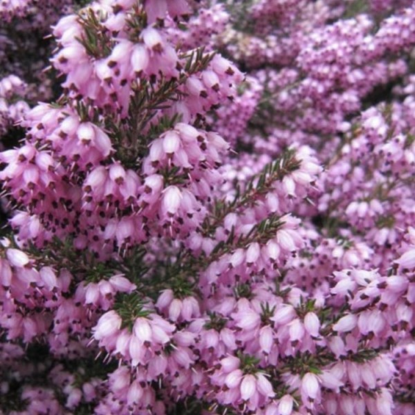 冬季特价- Erica darleyensis 'Rosalena' -粉红色冬季开花石楠花